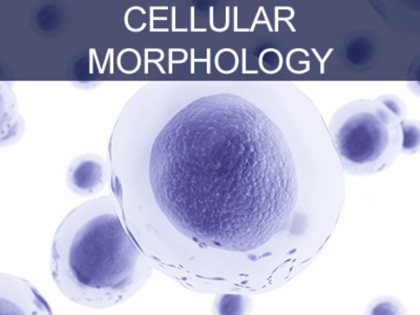 Cellular Morphology